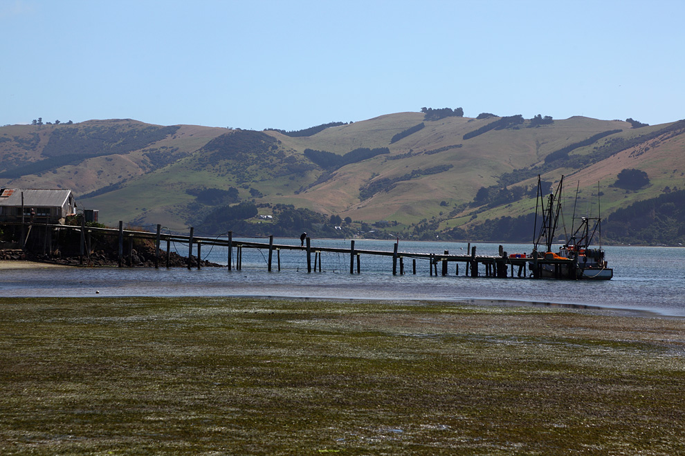 Steg in der Buch Otago Habour